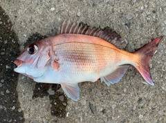 マダイの釣果