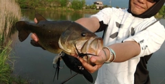 ブラックバスの釣果