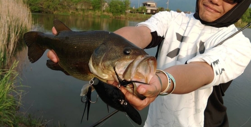 ブラックバスの釣果