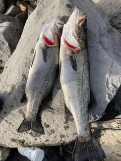 ヒラスズキの釣果