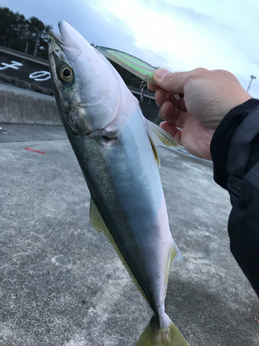 ワカシの釣果