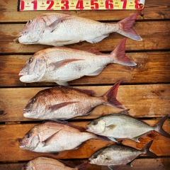 タイの釣果