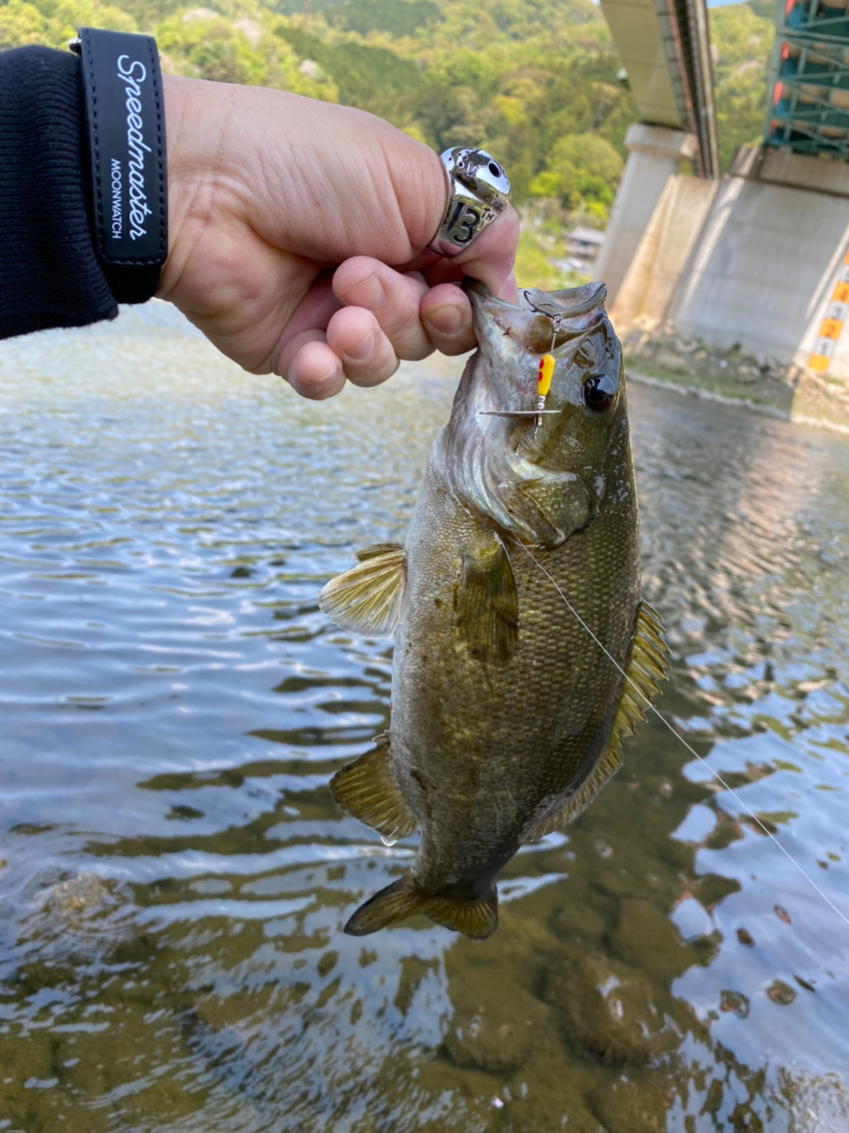 スモールマウスバス