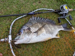 キビレの釣果