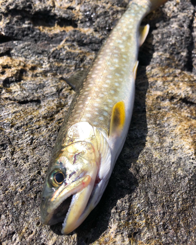 アメマスの釣果