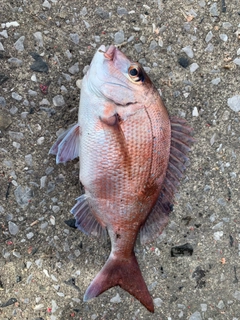 マダイの釣果