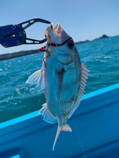 チャリコの釣果