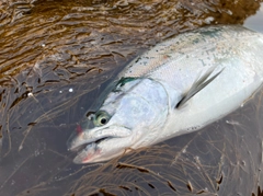 サクラマスの釣果