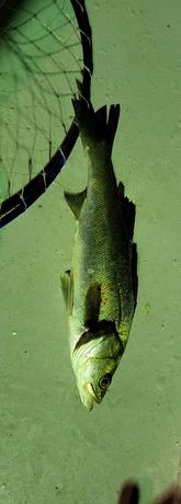 セイゴ（タイリクスズキ）