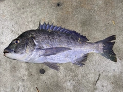 チヌの釣果