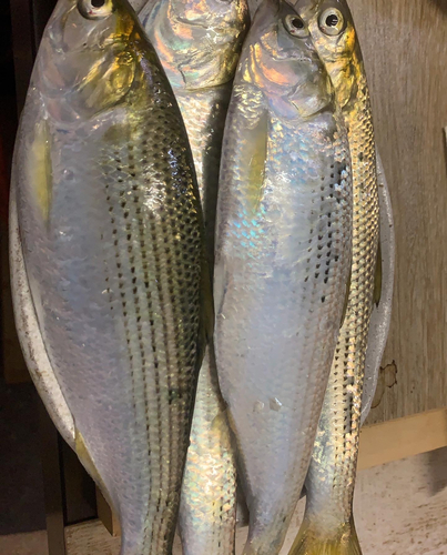 コノシロの釣果