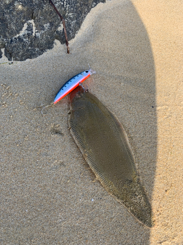 シタビラメの釣果