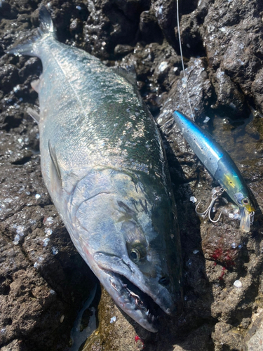 サクラマスの釣果