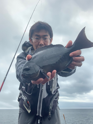 メジナの釣果