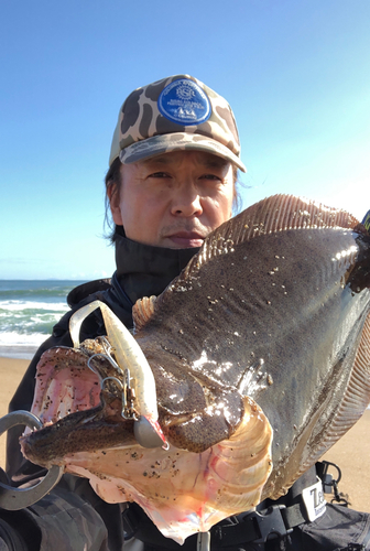 ヒラメの釣果