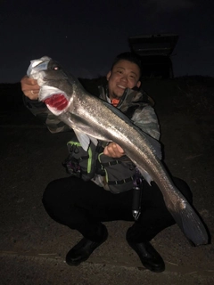 スズキの釣果