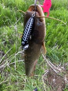 ナマズの釣果