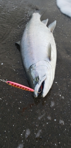 サクラマスの釣果