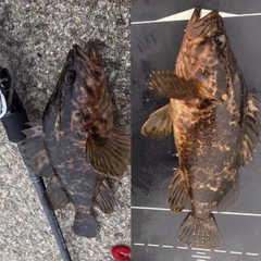 タケノコメバルの釣果