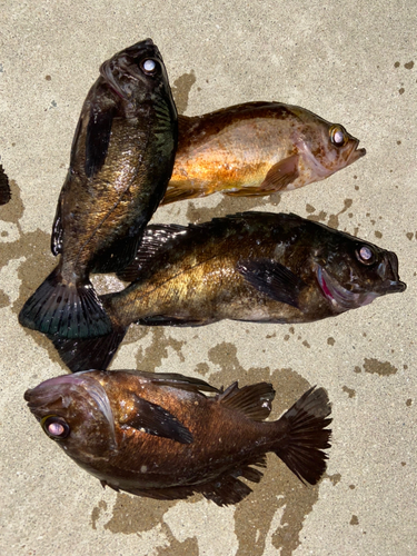 クロメバルの釣果