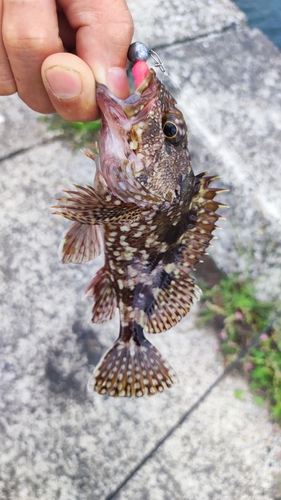 カサゴの釣果