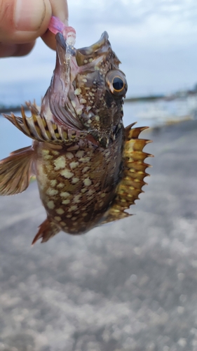 カサゴの釣果