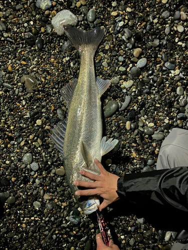 マルスズキの釣果