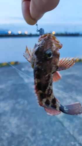 カサゴの釣果