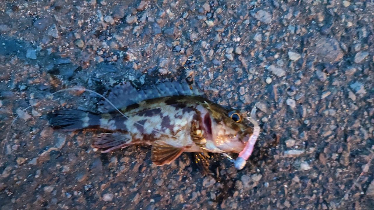 カサゴ