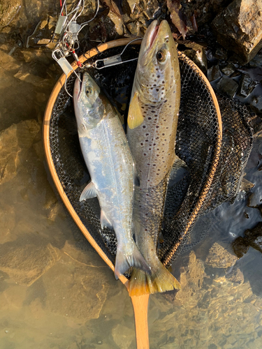 ブラウントラウトの釣果