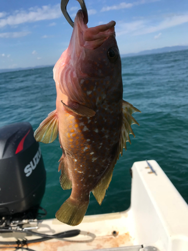 アコウの釣果