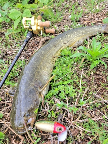 ナマズの釣果