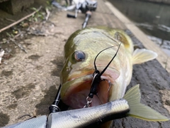 ブラックバスの釣果