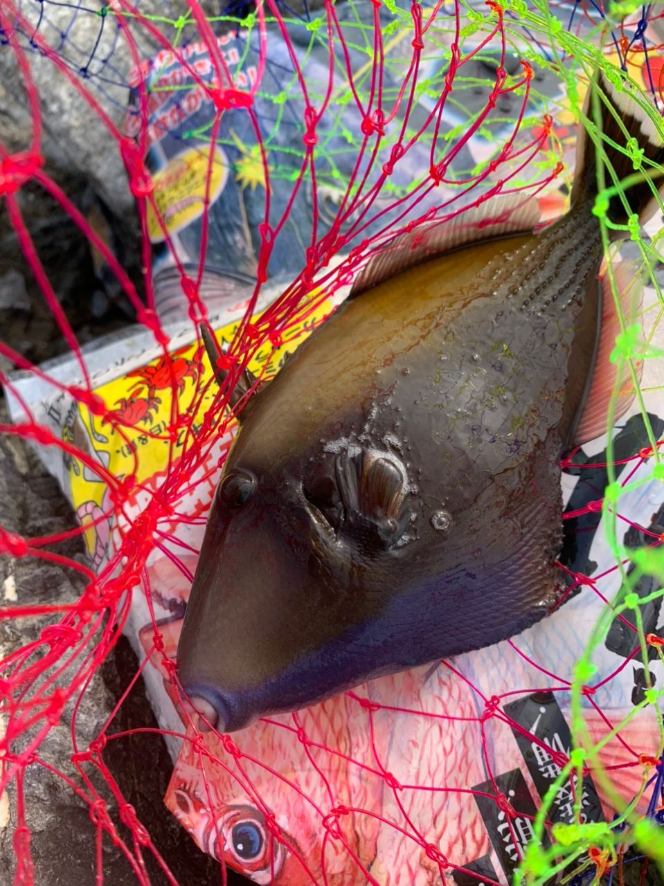 ムラサメモンガラ