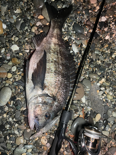 クロダイの釣果