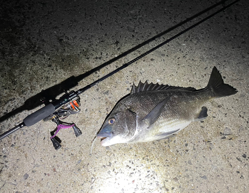 クロダイの釣果