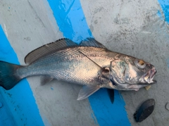 クログチの釣果