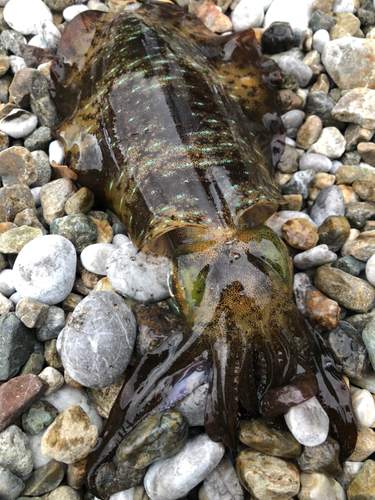 アオリイカの釣果