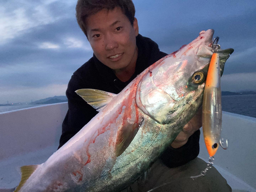 ハマチの釣果