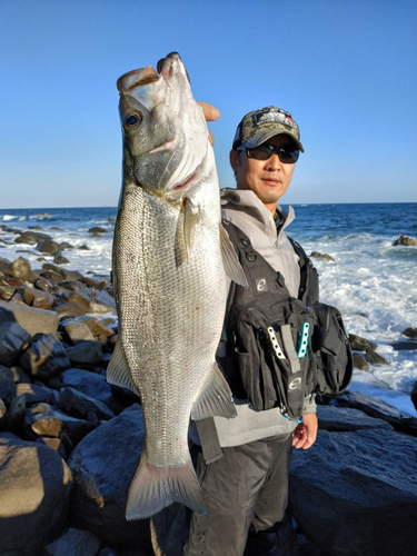 ヒラスズキの釣果