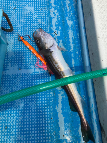 スケトウダラの釣果