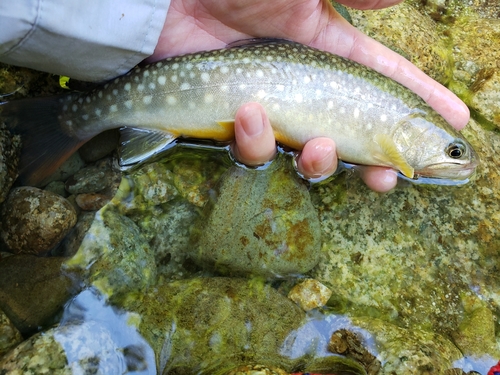 イワナの釣果