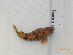 アイナメの釣果