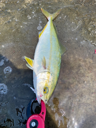 ワカシの釣果