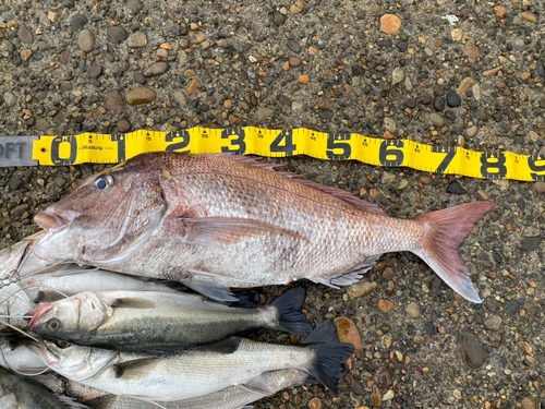 マダイの釣果