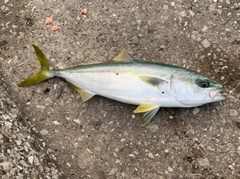 ハマチの釣果