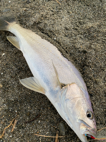 オオニベの釣果