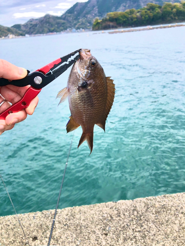 スズメダイの釣果