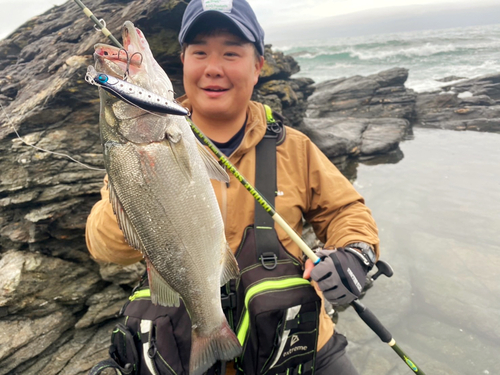 ヒラスズキの釣果