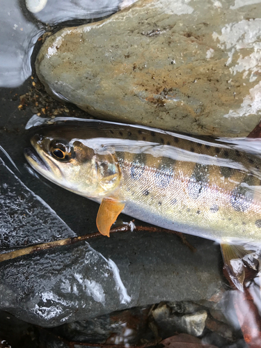 ヤマメの釣果